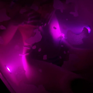 Video by tulpina published on May 2,2023 05:55:00 - BestThots