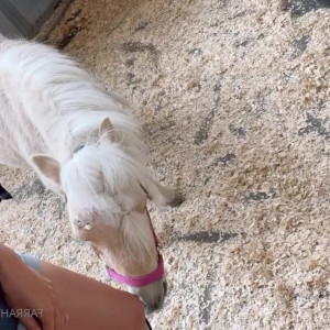 Video by farrahabraham published on June 3,2023 15:50:00 - BestThots