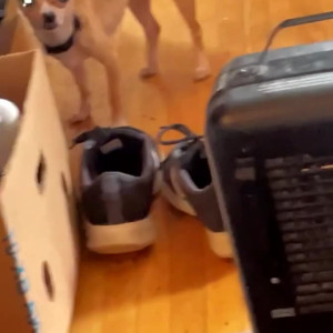 Video by gayb0ybluepalm91 published on July 14,2023 16:41:00 - BestThots