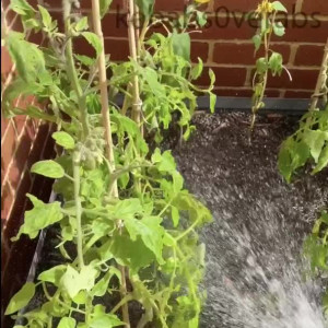 Video by kebabs0verabs published on August 20,2023 09:02:39 - BestThots