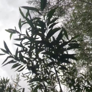 Video by celestrious published on March 9,2023 22:24:00 - BestThots