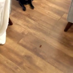 Video by sachabound published on April 19,2023 03:22:00 - BestThots