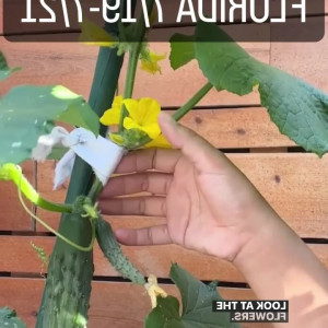 Video by jiaoyingsummers published on April 18,2023 05:59:00 - BestThots