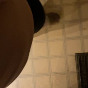 Video by bellaabbondanza published on July 16,2023 05:04:00 - BestThots