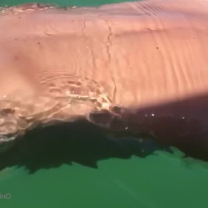 sixpackmilf #3805448