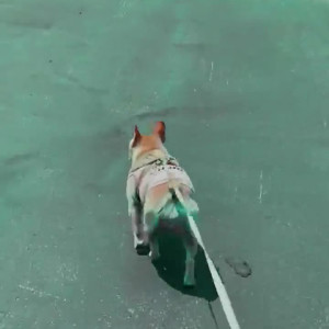 Video by laurencorazza published on March 18,2023 21:48:00 - BestThots