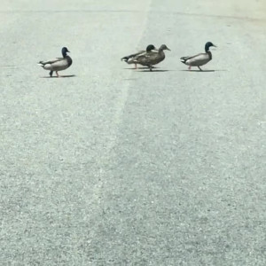 Video by ella_foxx published on August 20,2023 19:10:26 - BestThots