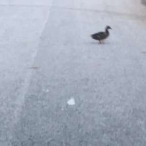 Video by ella_foxx published on August 20,2023 19:13:02 - BestThots