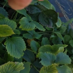 Video by charlotte1996 published on January 10,2024 01:09:45 - BestThots