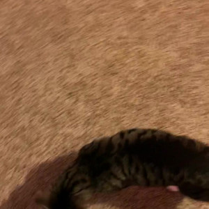 Video by sarenademon published on May 5,2023 16:51:00 - BestThots