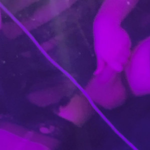 Video by berryly published on March 31,2023 02:25:00 - BestThots