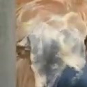 Video by foxxpink published on June 22,2023 07:48:00 - BestThots