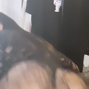 elliesapplepie #5408401