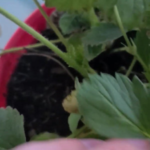 Video by your_submissive_doll published on August 17,2023 08:26:00 - BestThots