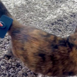 Video by your_submissive_doll published on August 22,2023 17:47:00 - BestThots