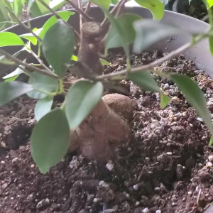 Video by your_submissive_doll published on August 25,2023 11:19:00 - BestThots