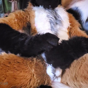 Video by daddyyeenproductions published on May 11,2023 01:28:00 - BestThots