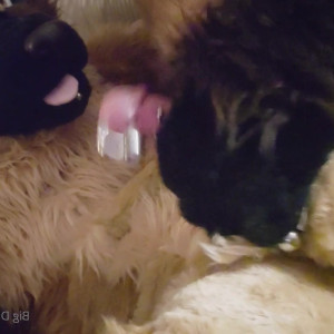 Video by daddyyeenproductions published on May 30,2023 03:26:00 - BestThots
