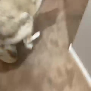 Video by missjessarhodes published on March 27,2023 22:52:00 - BestThots
