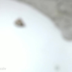 Video by vicalouquaofficial published on April 26,2023 09:33:00 - BestThots