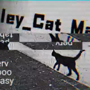 alley_cat_man #3469248