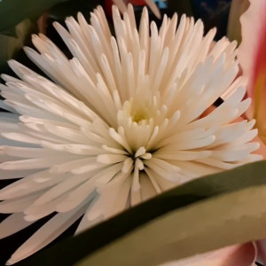 afterhoursd #5275150