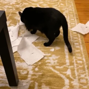 Video by jaimeleecomedy published on July 22,2023 13:18:00 - BestThots
