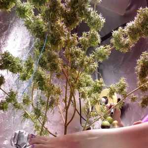 violetindica420 #4668097