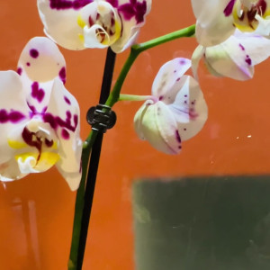 Video by canbebought published on April 3,2023 11:47:00 - BestThots