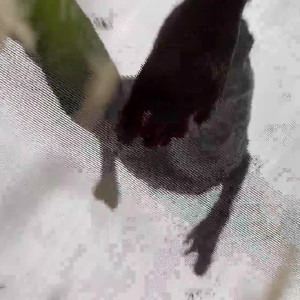Video by waifufeetmilk published on May 25,2023 14:34:00 - BestThots