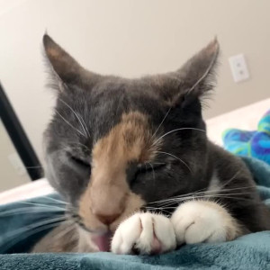 nyxiedust #4375710