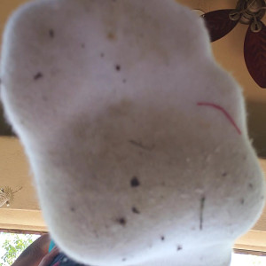 Video by themikaylamiles published on June 20,2023 10:16:00 - BestThots