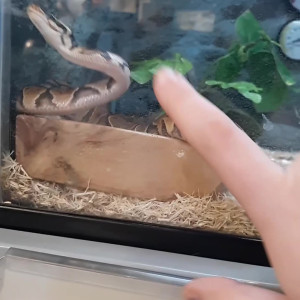 Video by geekikittenvip published on March 24,2023 17:23:00 - BestThots