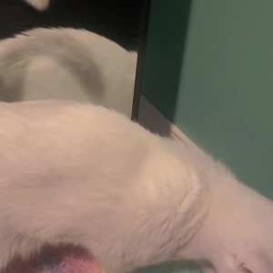 Video by missarcanaplus published on April 23,2023 13:51:00 - BestThots