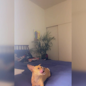 Video by lisathesuccubrat published on August 23,2023 00:03:00 - BestThots