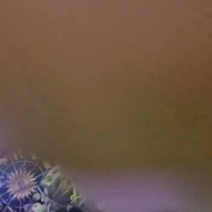 Video by daintywaifu published on May 21,2023 22:17:00 - BestThots