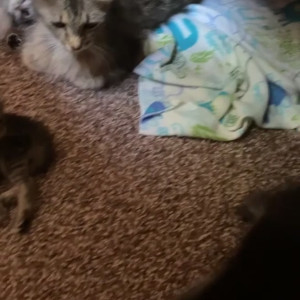 Video by mollymaeve published on August 5,2023 22:56:00 - BestThots