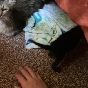 Video by mollymaeve published on August 8,2023 06:22:00 - BestThots