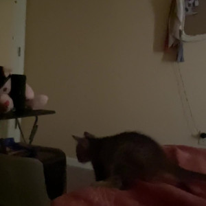 Video by mollymaeve published on July 2,2023 03:41:00 - BestThots