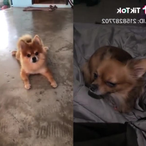 Video by imfaii published on June 28,2023 08:52:00 - BestThots