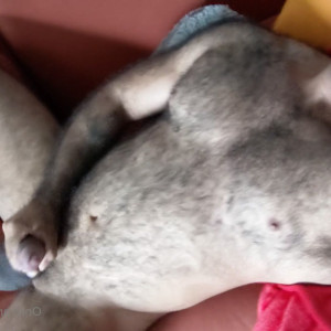 Video by papalobosoxxx published on April 23,2023 18:42:00 - BestThots