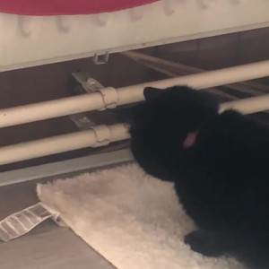 Video by feyafern published on August 27,2023 17:41:00 - BestThots