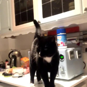 Video by feyafern published on July 3,2023 13:12:00 - BestThots