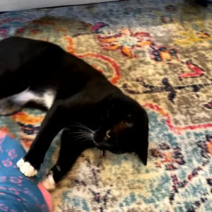 Video by bellecreed published on August 19,2023 18:17:00 - BestThots