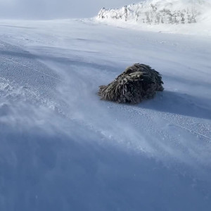 technoprincesss #3528306