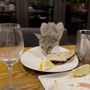 technoprincesss #3528328