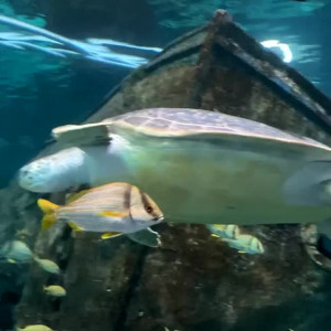 Video by zoeyt123 published on June 1,2023 19:22:00 - BestThots