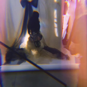 Video by arabelleraphael published on June 14,2023 22:00:00 - BestThots
