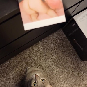 kitty_leroux00 #5455988