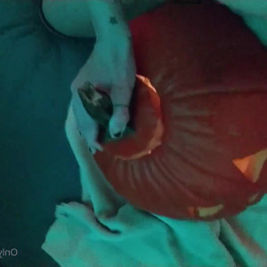 Video by nyxandcass published on May 26,2023 09:57:00 - BestThots